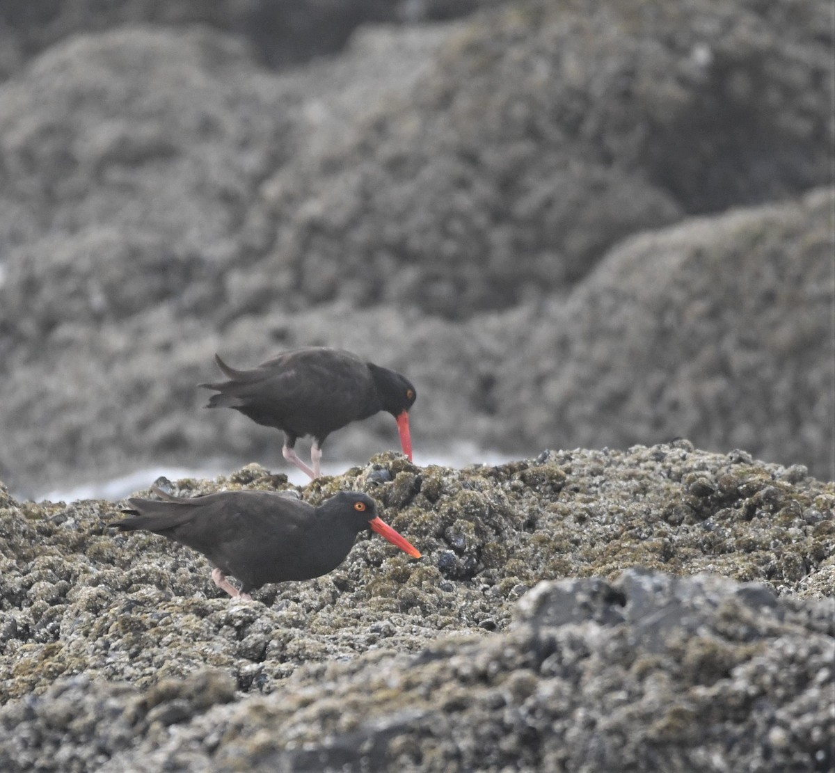 Black Oystercatcher - ML486609971