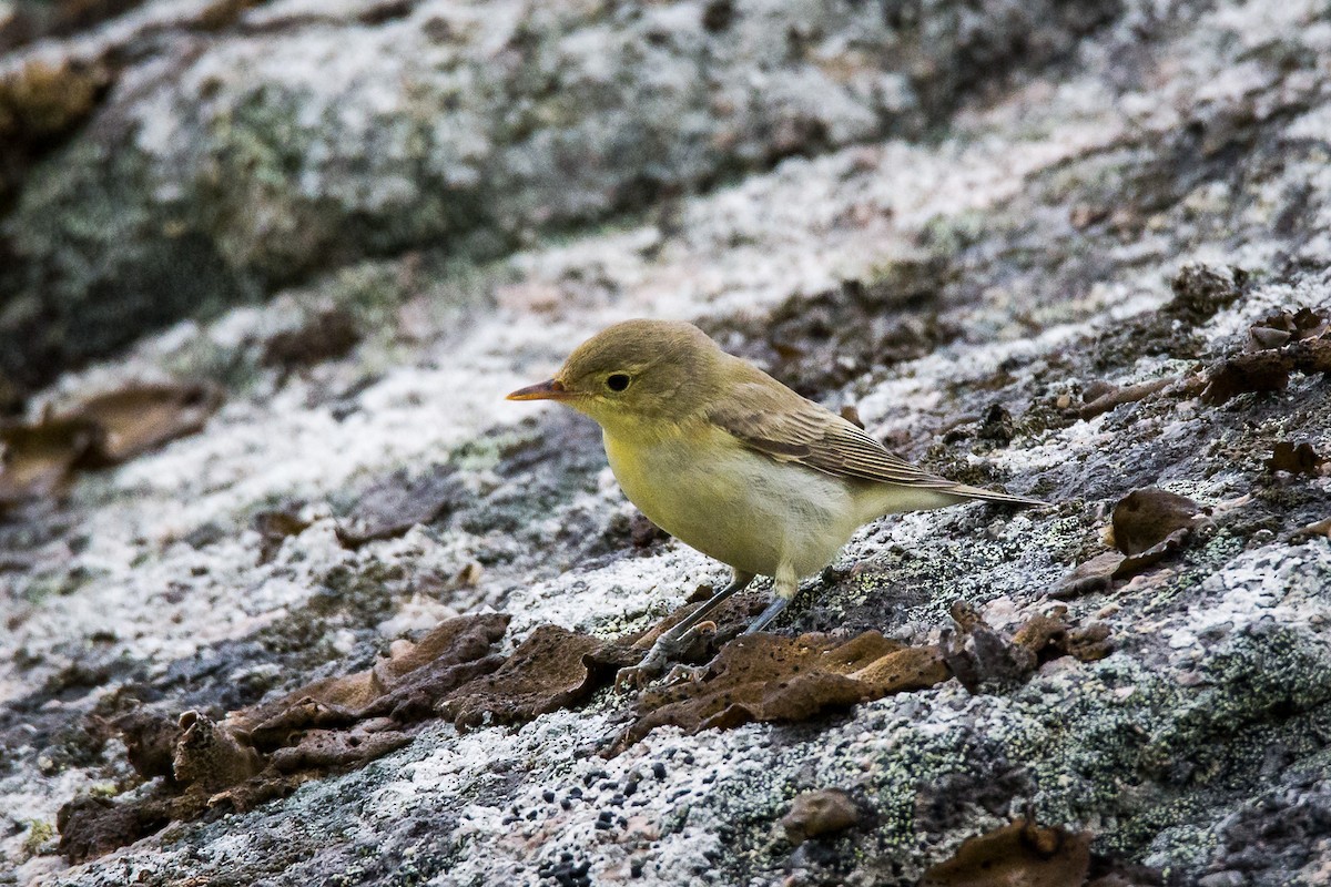 Icterine Warbler - Rodney Ungwiluk Jr