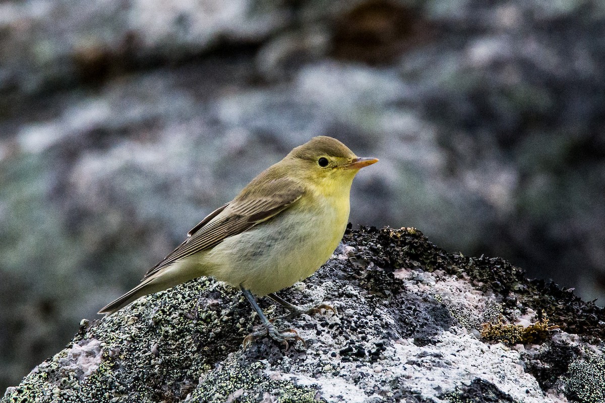 Icterine Warbler - Rodney Ungwiluk Jr