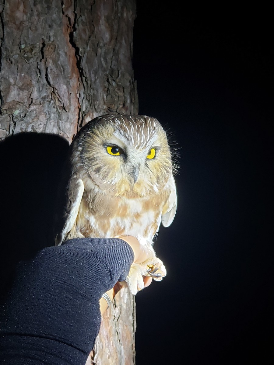 Northern Saw-whet Owl - ML486611971