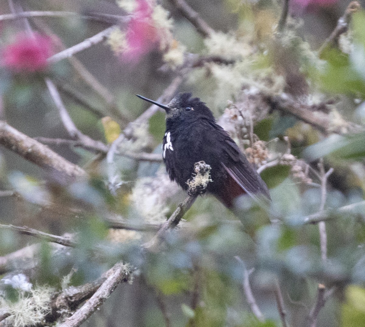 kolibřík černokápý - ML486612051