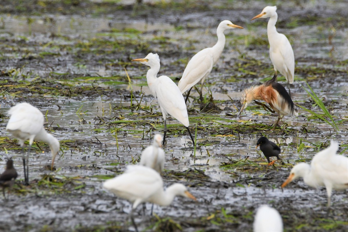 Javan Pond-Heron - ML486612381