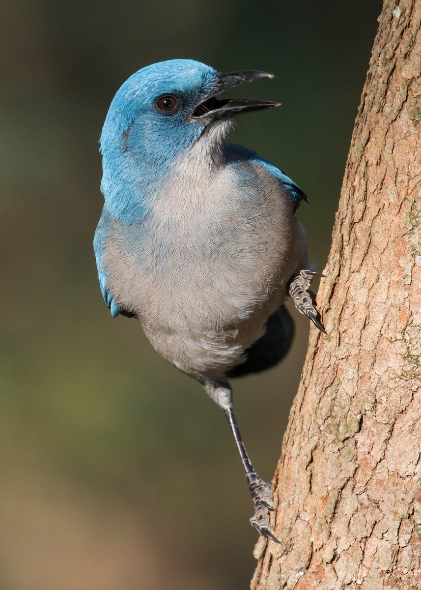 Mexican Jay - ML48661491