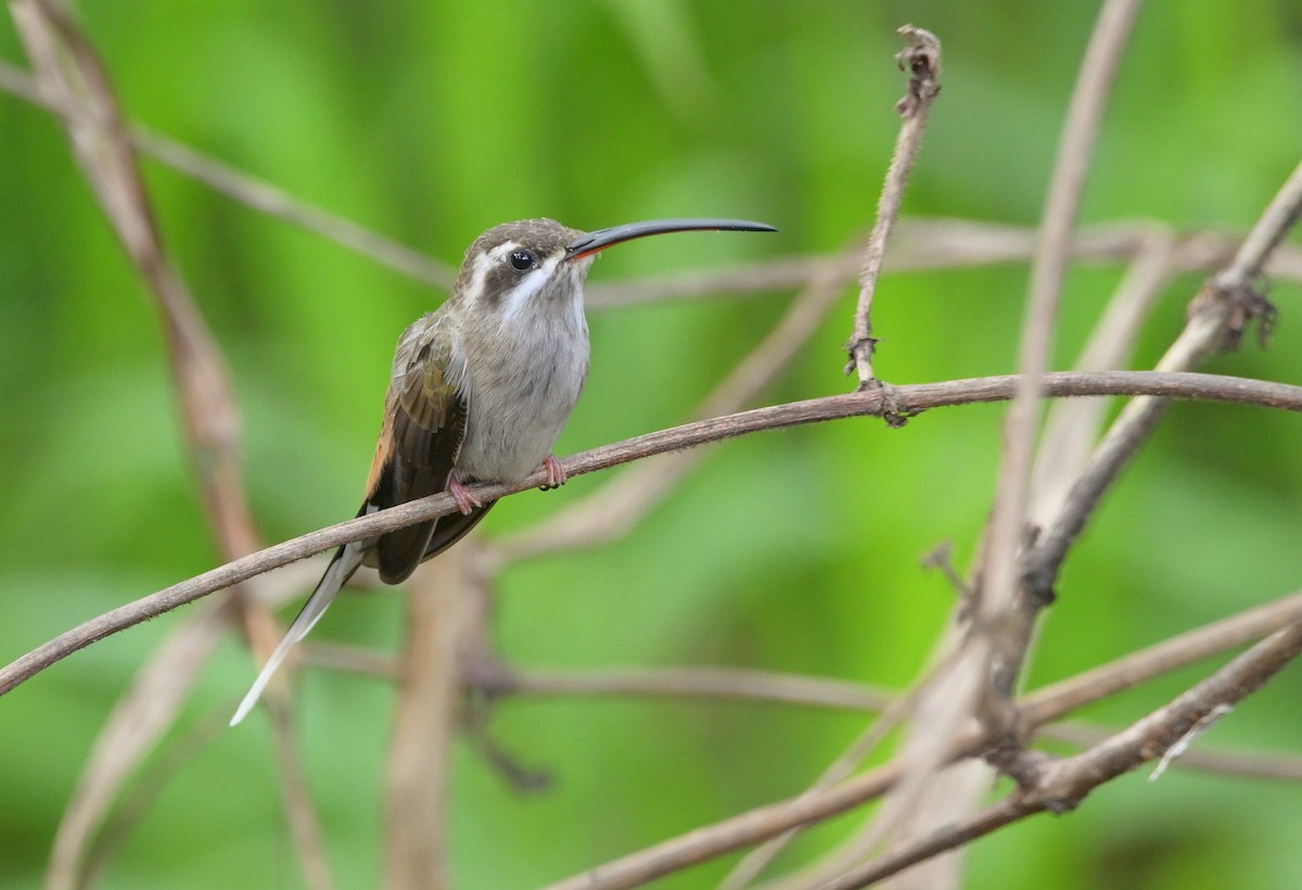 Sooty-capped Hermit - Gustavo Rojas