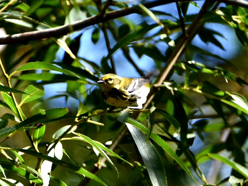 Townsend's Warbler - ML486616501