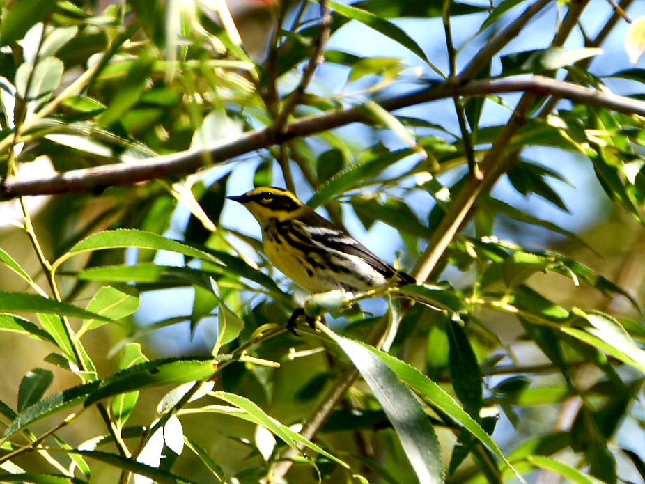 Townsend's Warbler - ML486616511