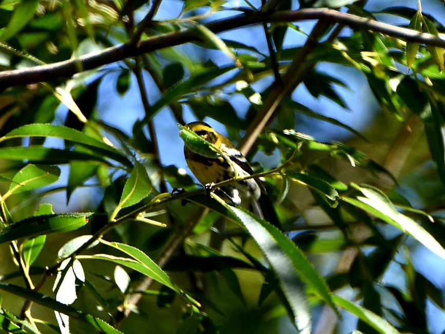 Townsend's Warbler - ML486616521