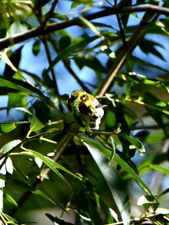 Townsend's Warbler - ML486616531