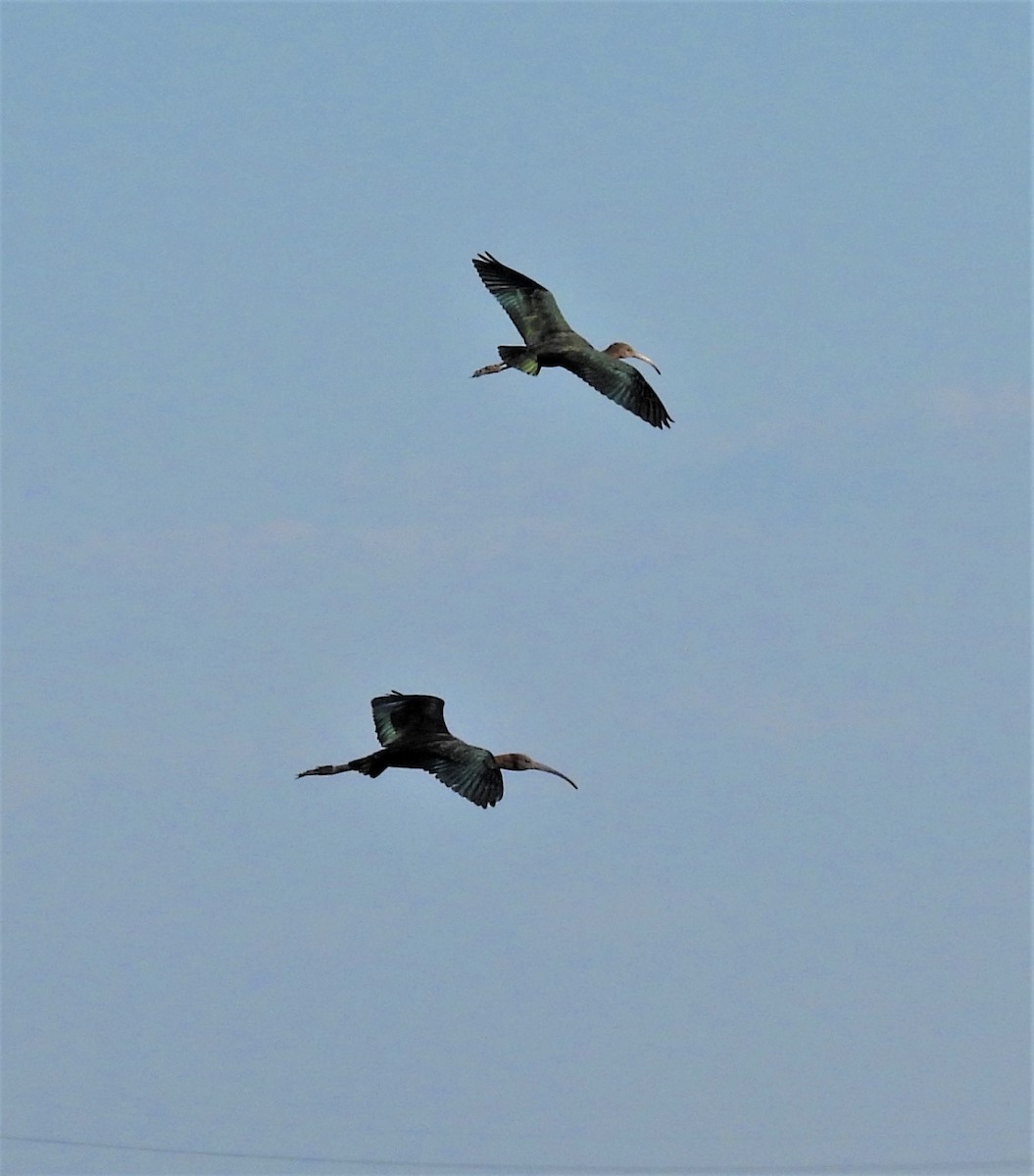 ibis americký - ML486617531