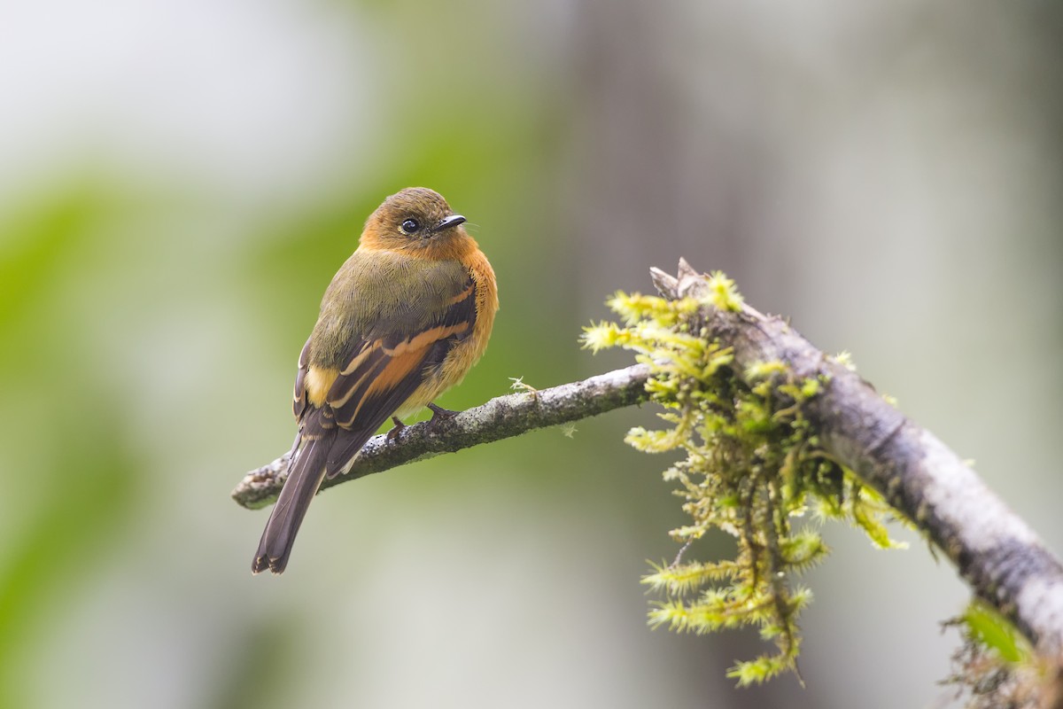 Cinnamon Flycatcher - ML486618051