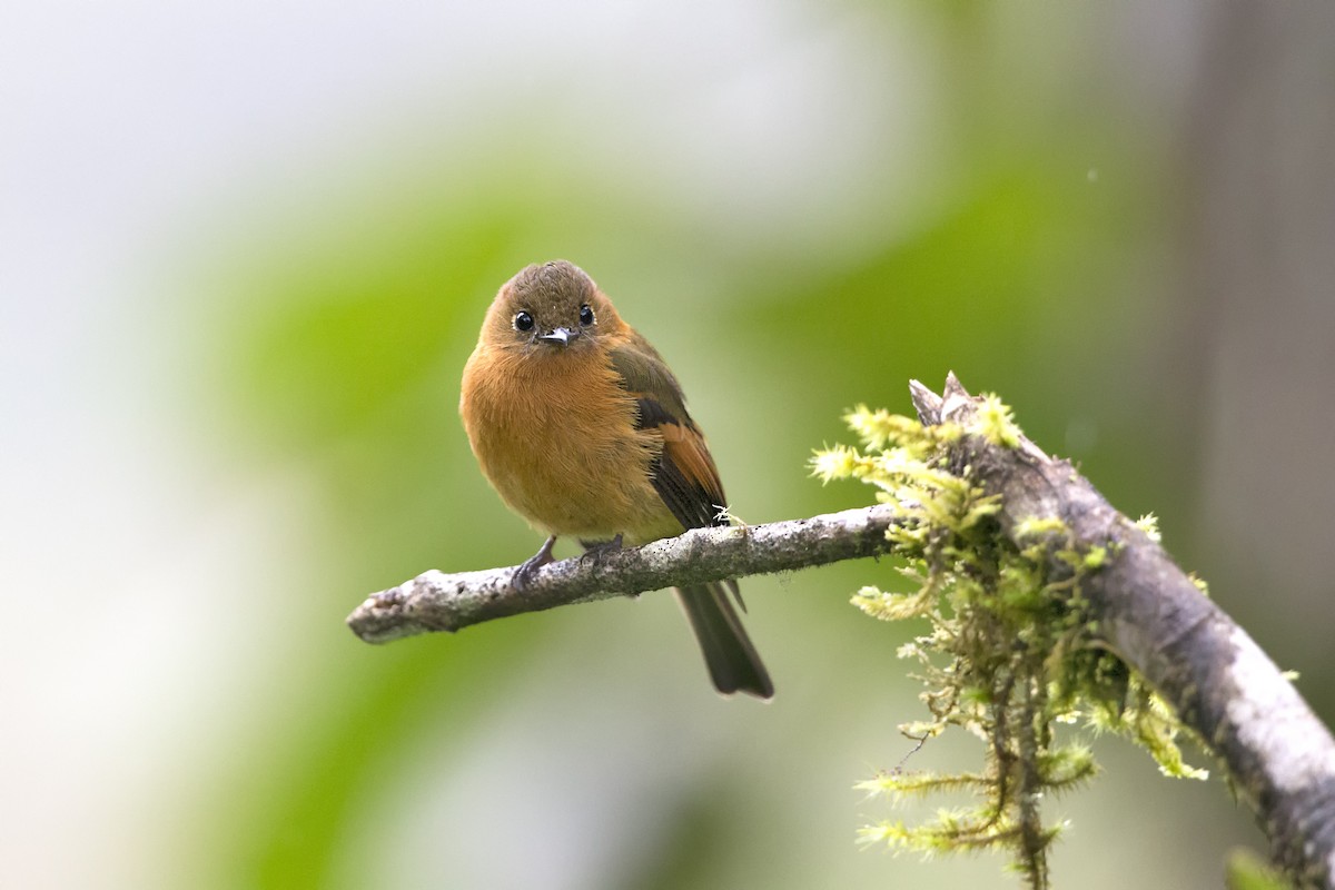 Cinnamon Flycatcher - ML486618071