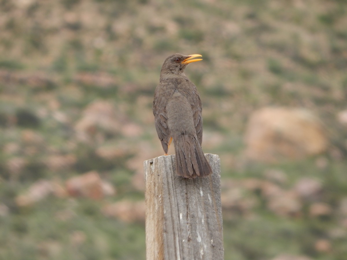 Chiguanco Thrush - ML48661861