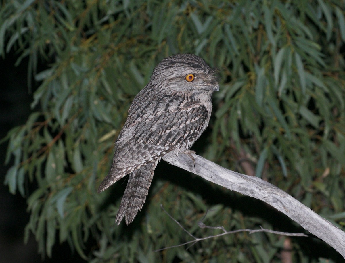 Tawny Frogmouth - ML486618791