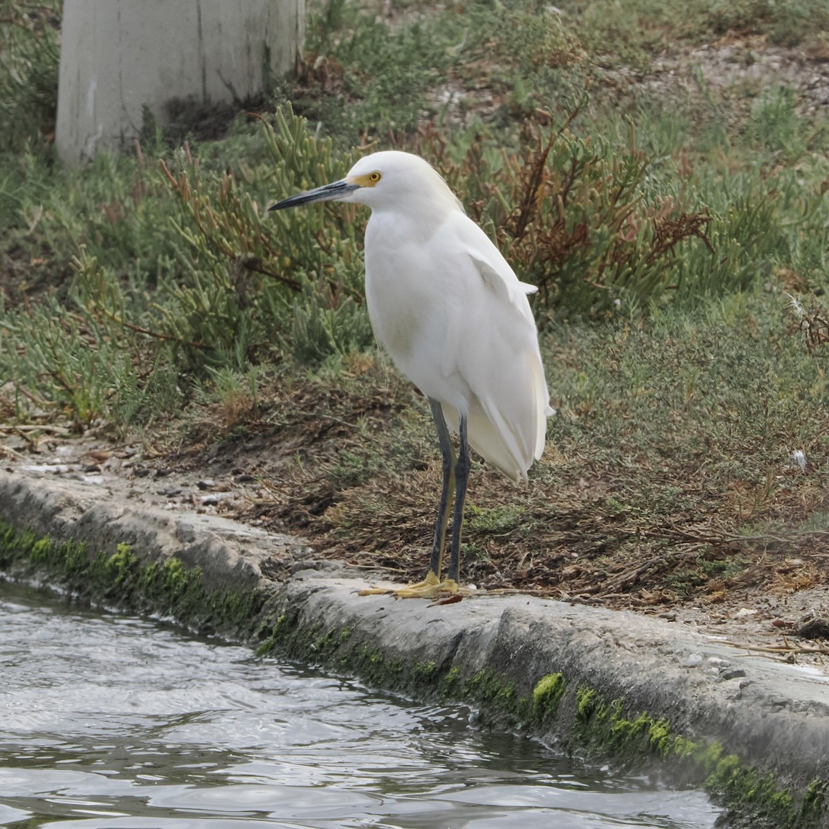 Snowy Egret - ML486618881