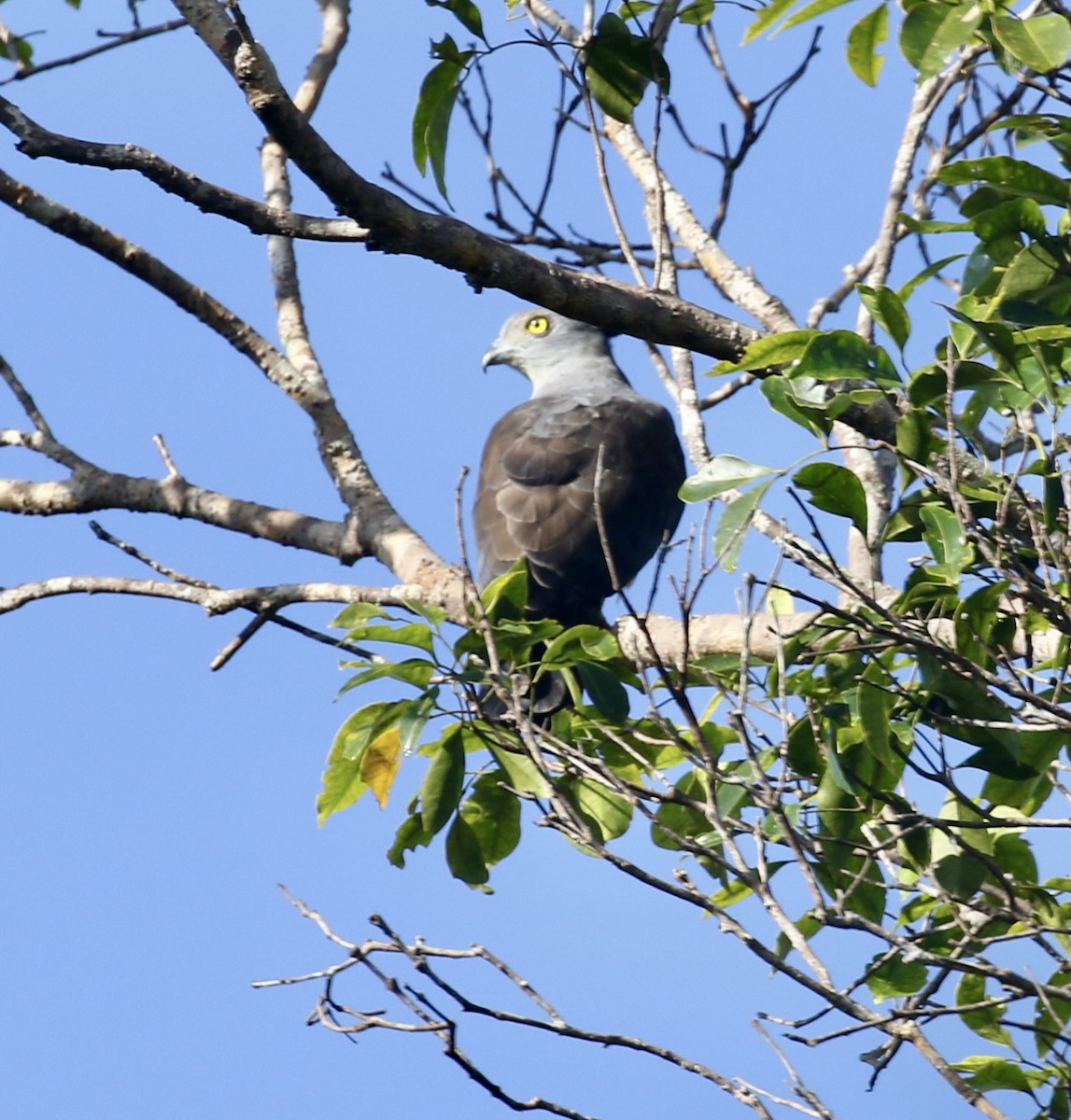 Pacific Baza - ML486618911