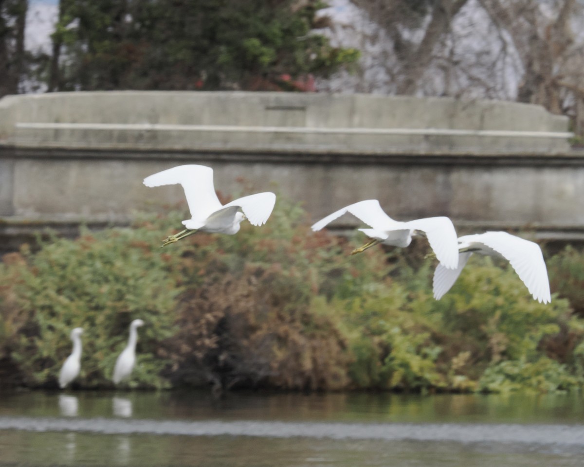 Snowy Egret - ML486618921