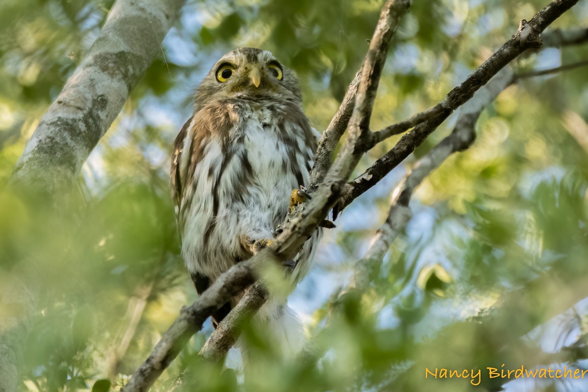 Ferruginous Pygmy-Owl - ML486618931