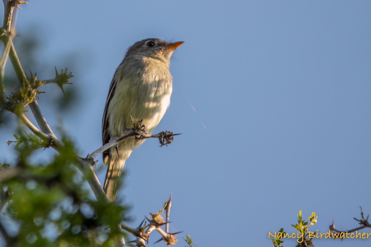 Least Flycatcher - ML486618981