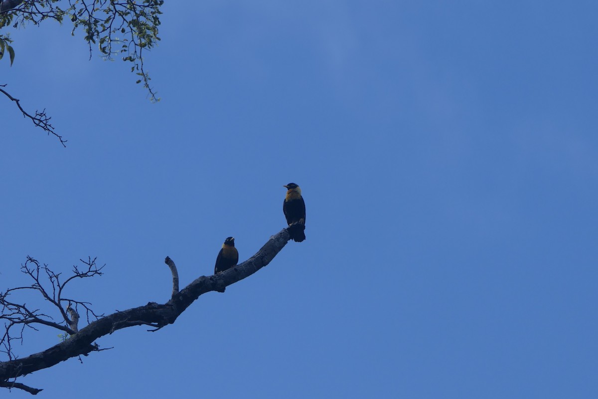 Golden Myna - Mick Mellor