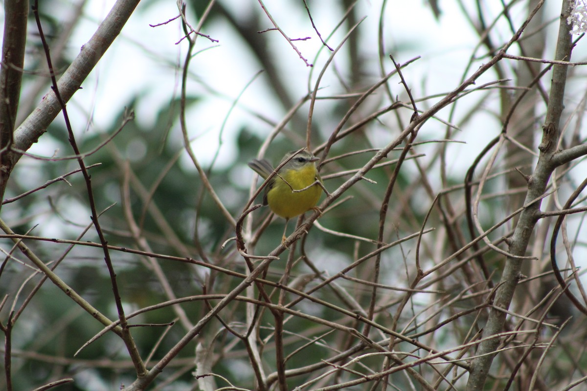 Golden-crowned Warbler - ML486620341