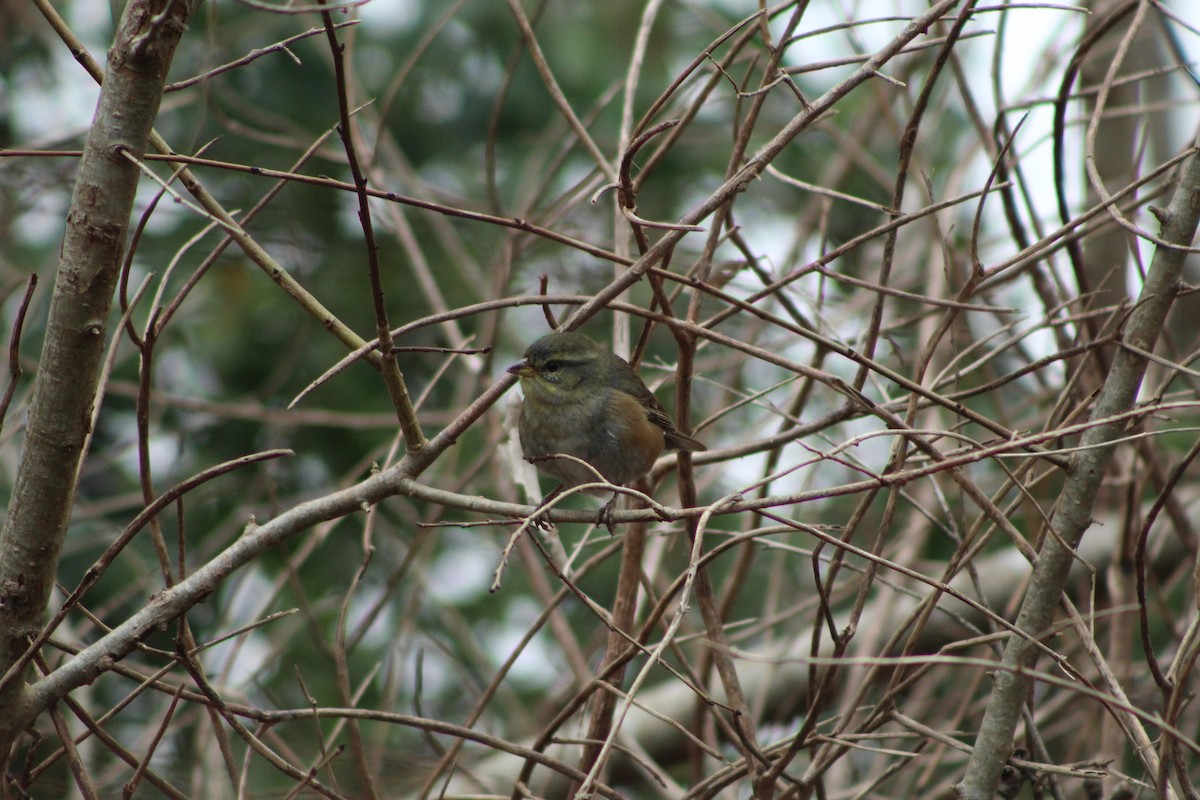 Gray-throated Warbling Finch - ML486620361