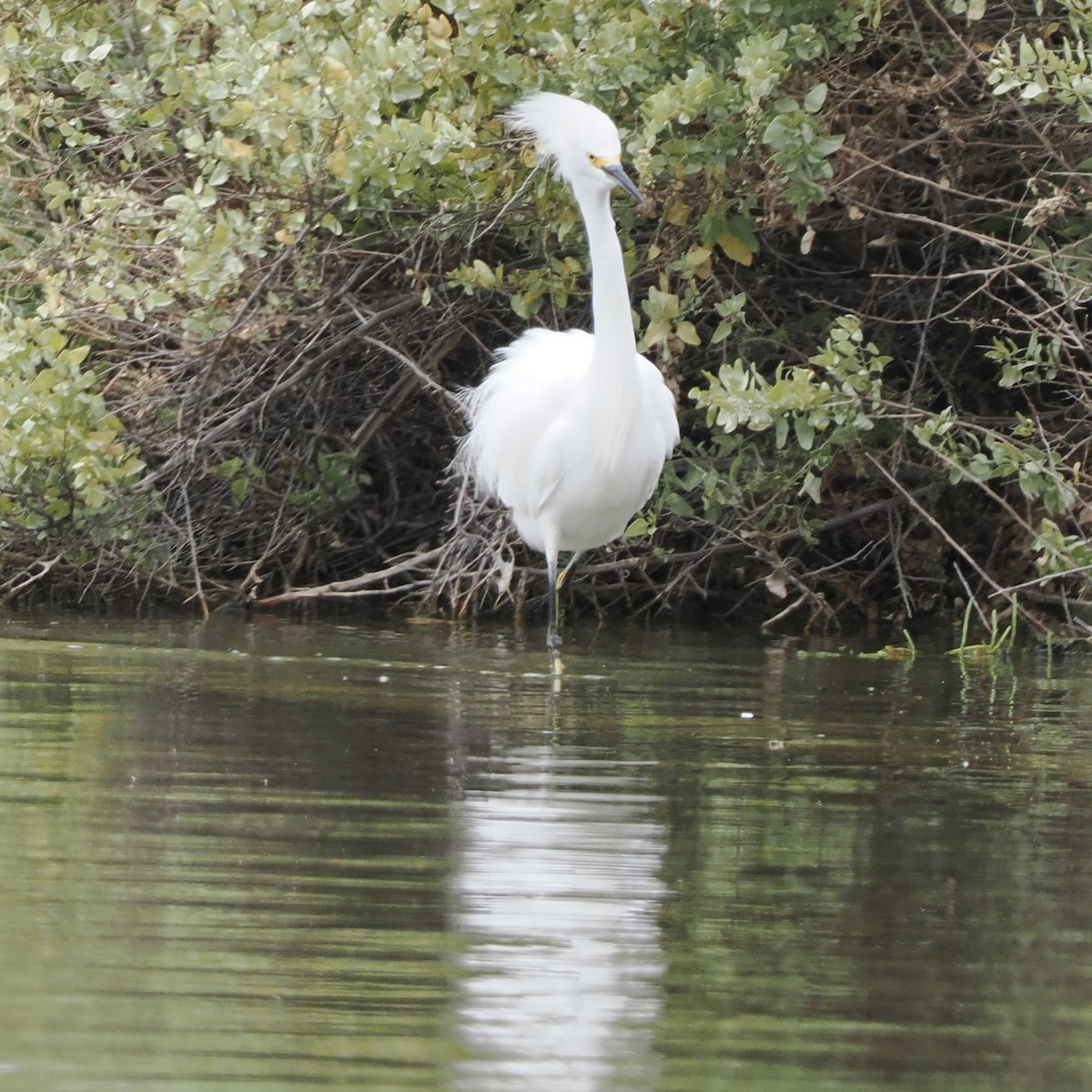 Aigrette neigeuse - ML486620691