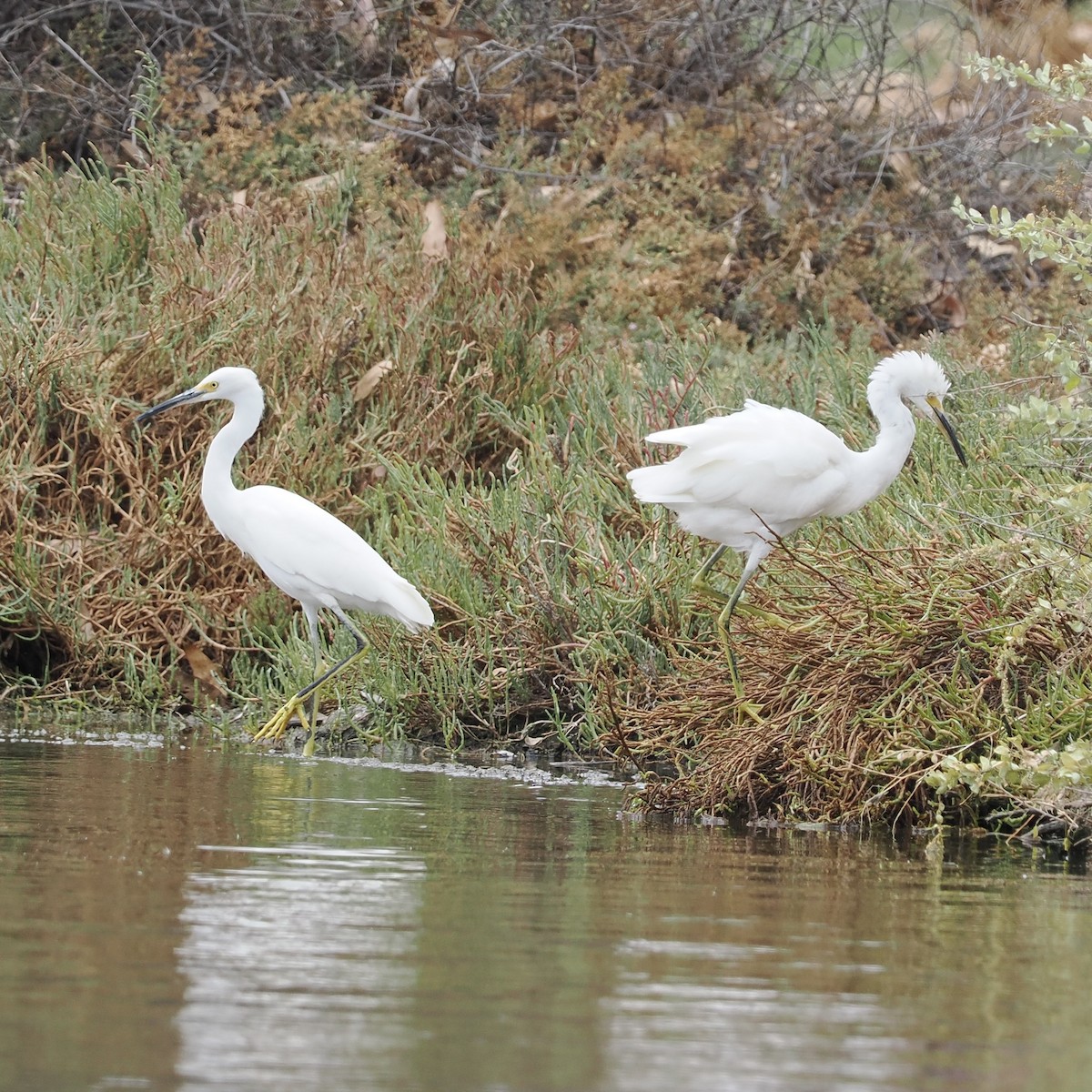 Snowy Egret - ML486620751