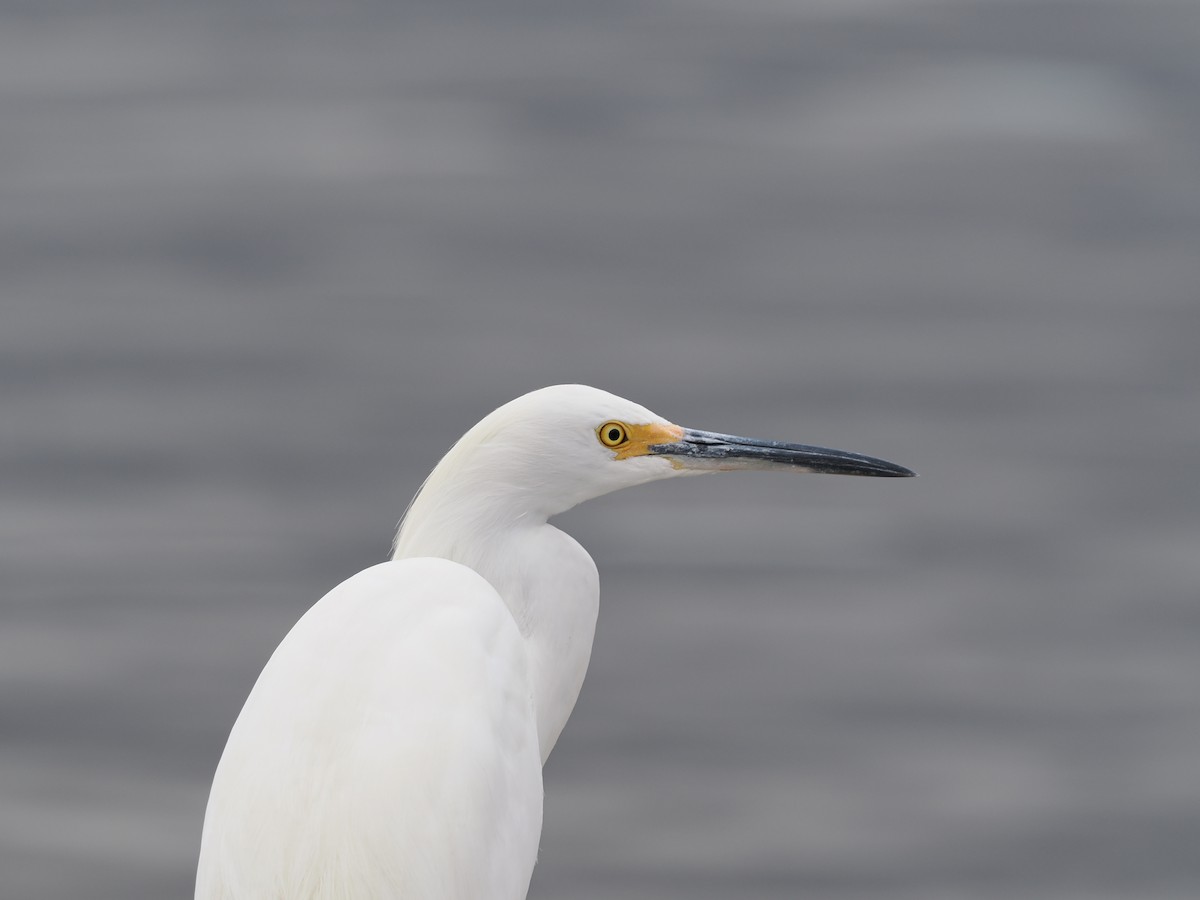 Snowy Egret - ML486620821