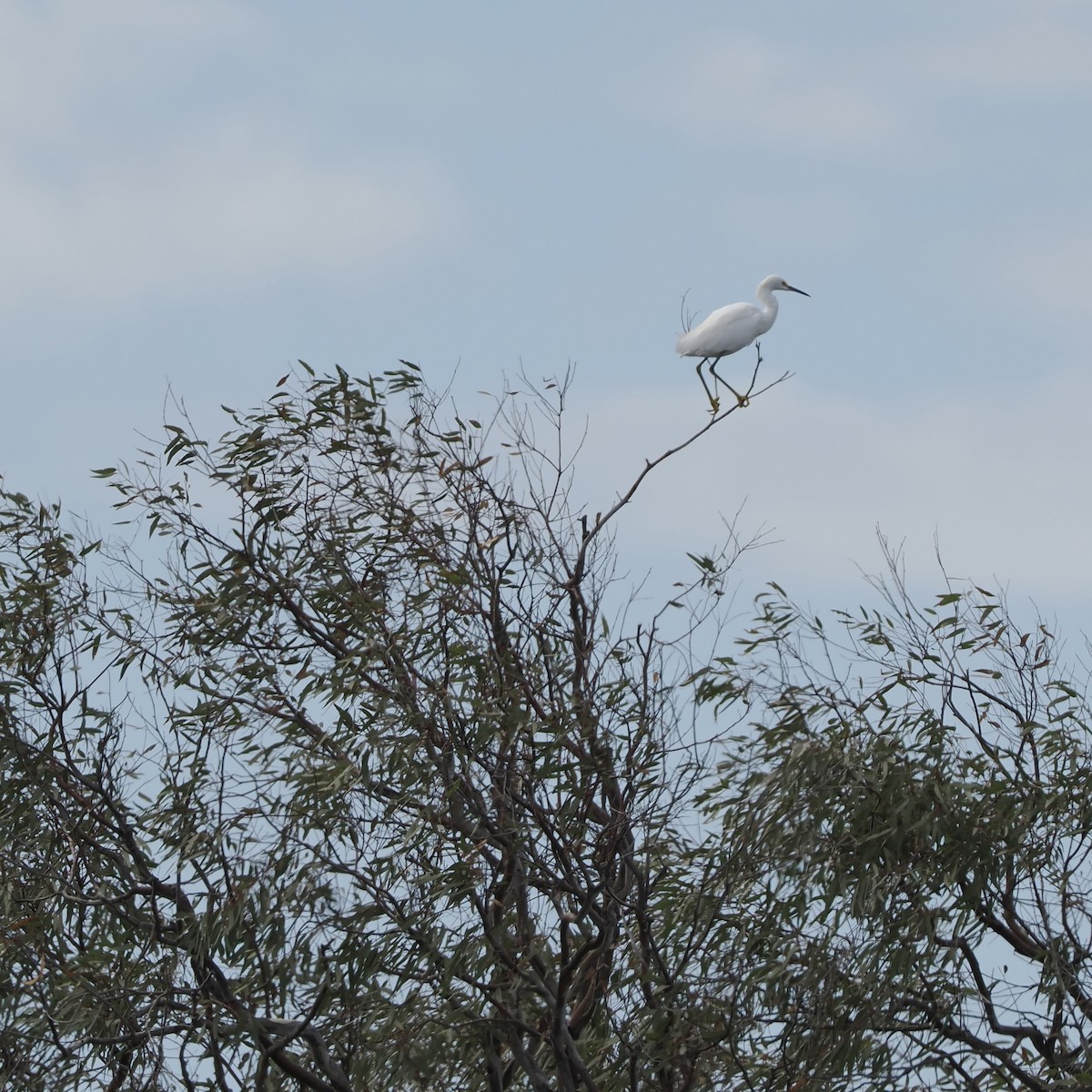 Snowy Egret - ML486620851