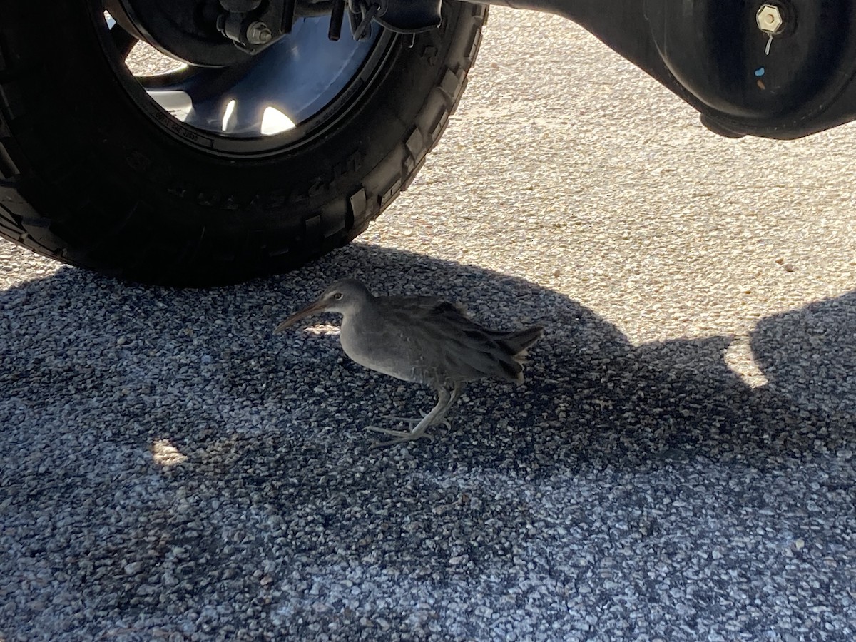 Clapper Rail - ML486621521