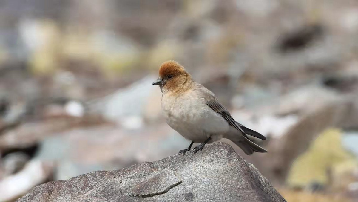 Sillem's Rosefinch - ML486621611
