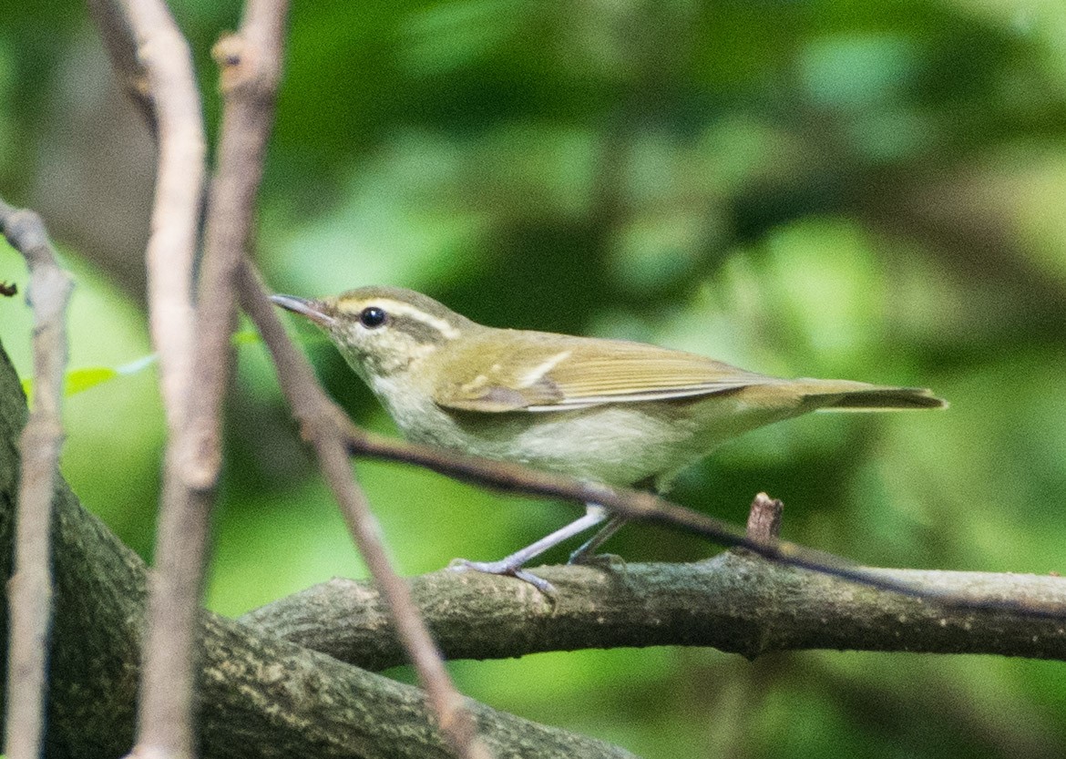 Large-billed Leaf Warbler - SWARUP SAHA