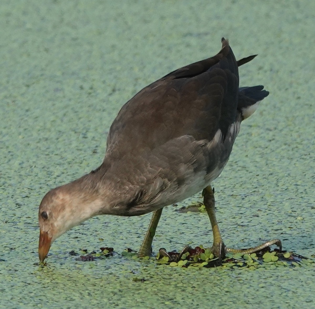 Gallinule poule-d'eau - ML486622131