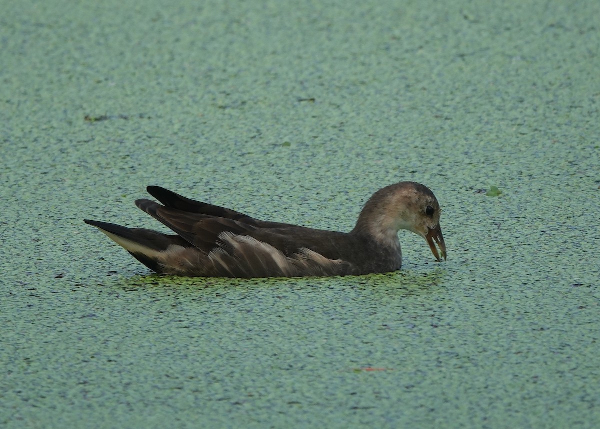 Eurasian Moorhen - ML486622181