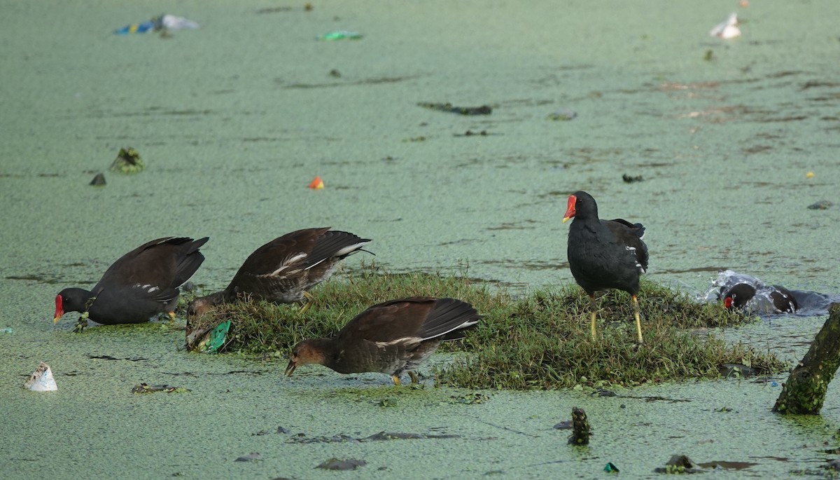 Gallinule poule-d'eau - ML486622191