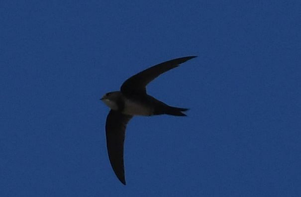 Alpine Swift - ML486622501