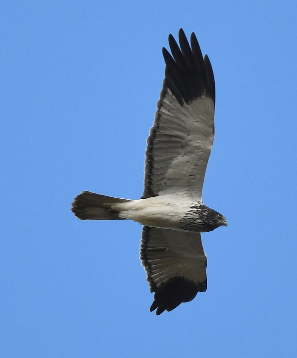 Malagasy Harrier - ML486622641