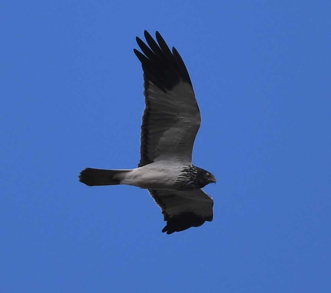 Malagasy Harrier - ML486622661