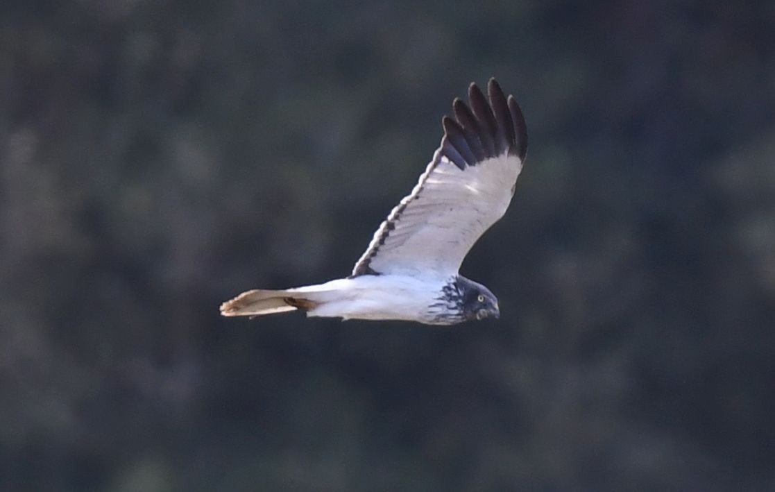 Malagasy Harrier - ML486622671