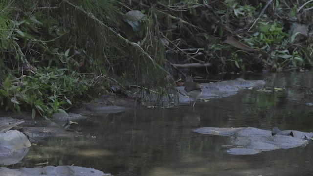 Solitary Sandpiper - ML486622711