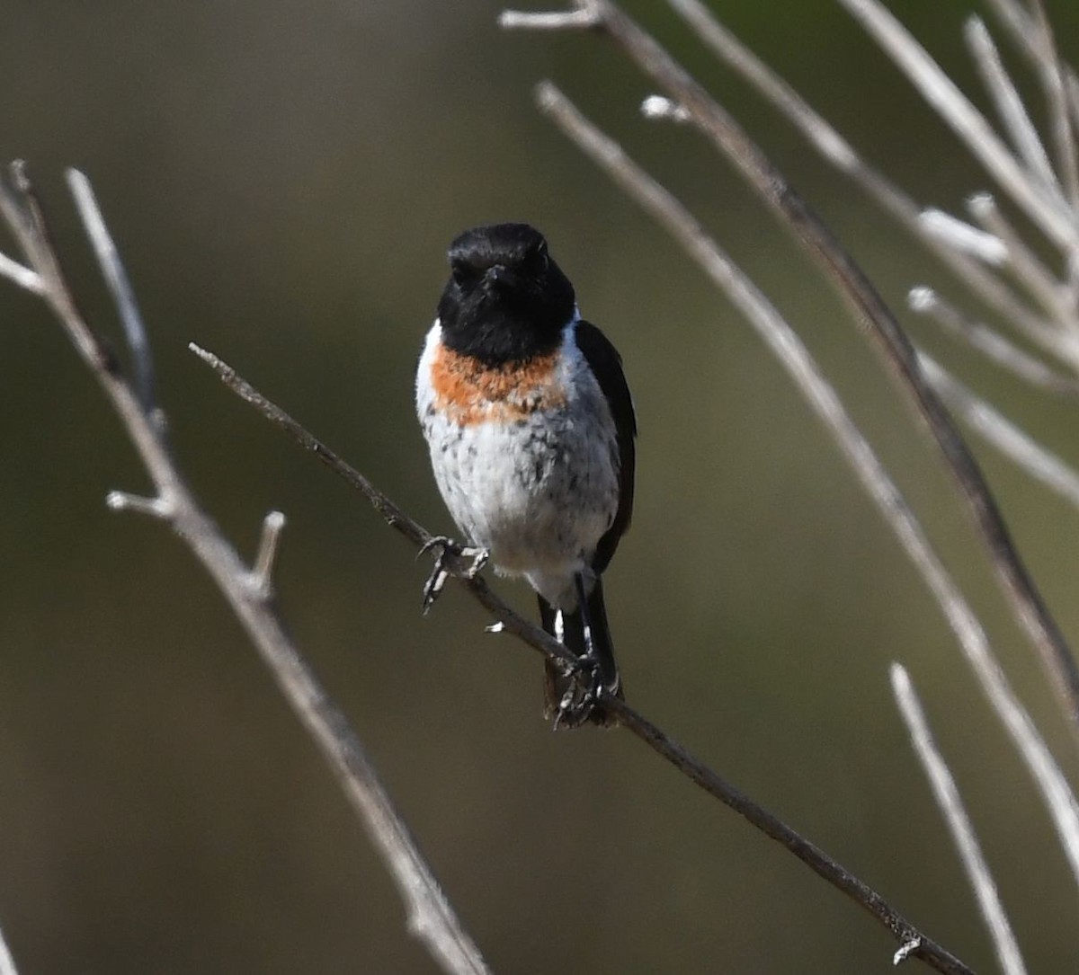 African Stonechat (Madagascar) - ML486622911