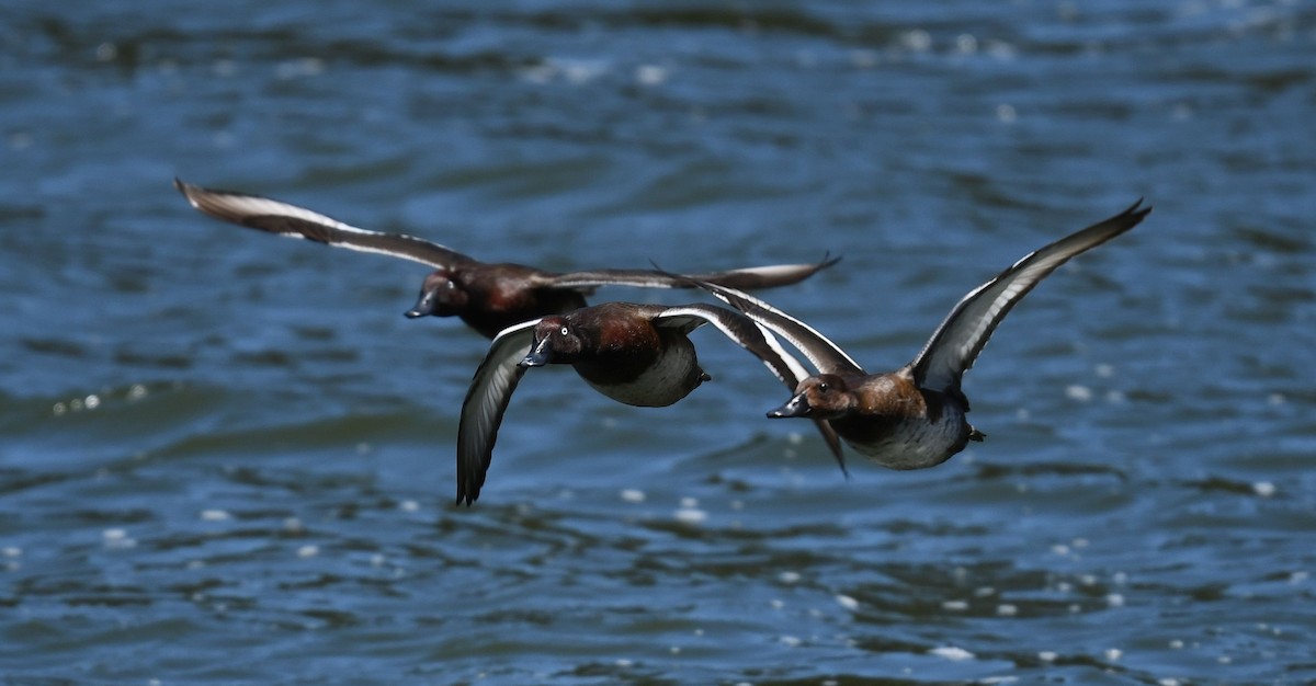 Madagascar Pochard - ML486623281