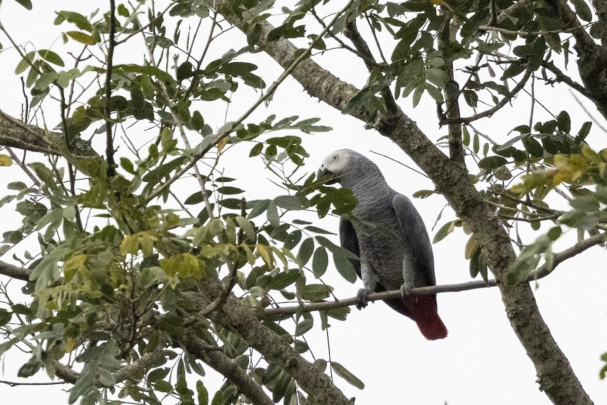 papoušek žako (ssp. erithacus) - ML486623331