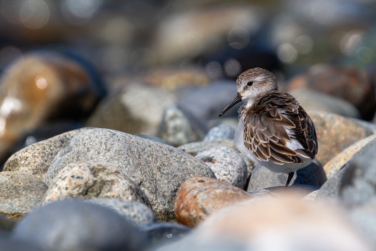 Western Sandpiper - Eamon Riordan-Short