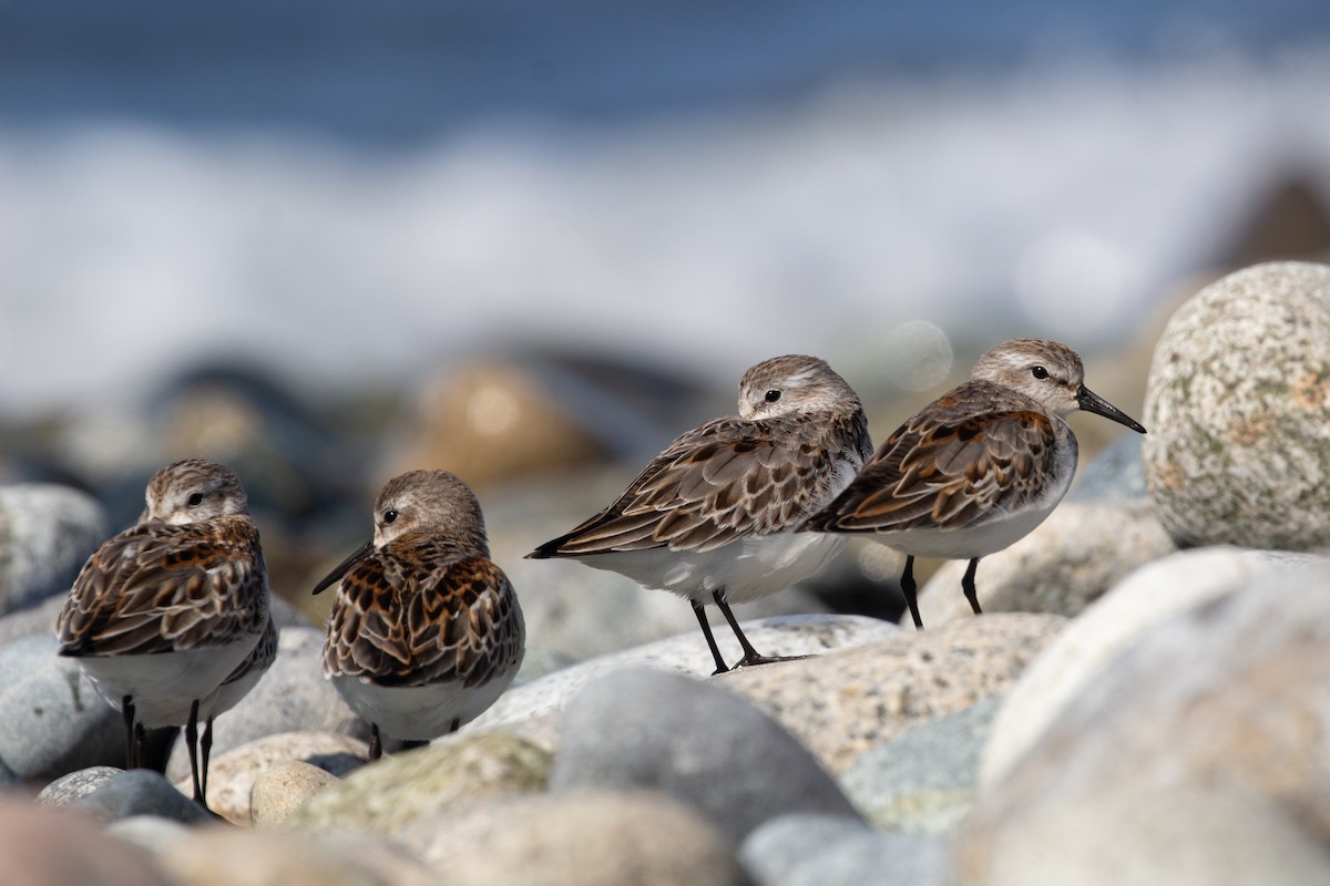 Western Sandpiper - Eamon Riordan-Short