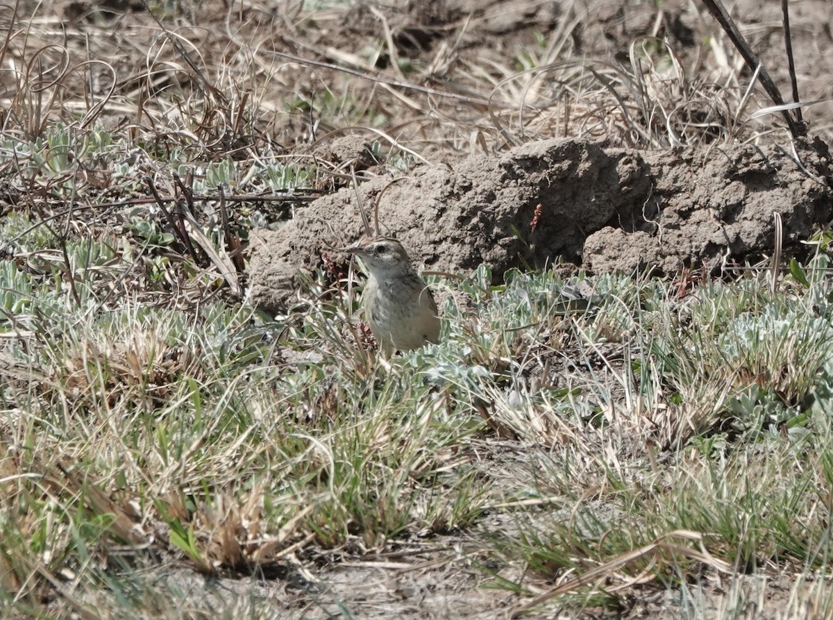 Cloud Cisticola (Cloud) - Steve Kornfeld