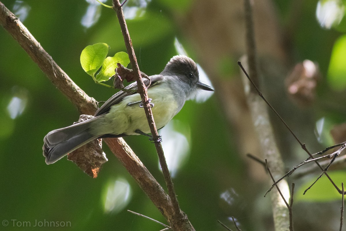 Venezuelan Flycatcher - ML48662531