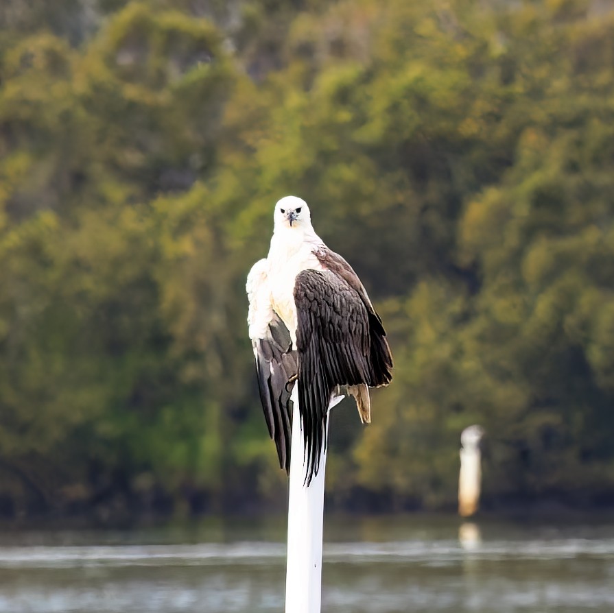 White-bellied Sea-Eagle - ML486626751