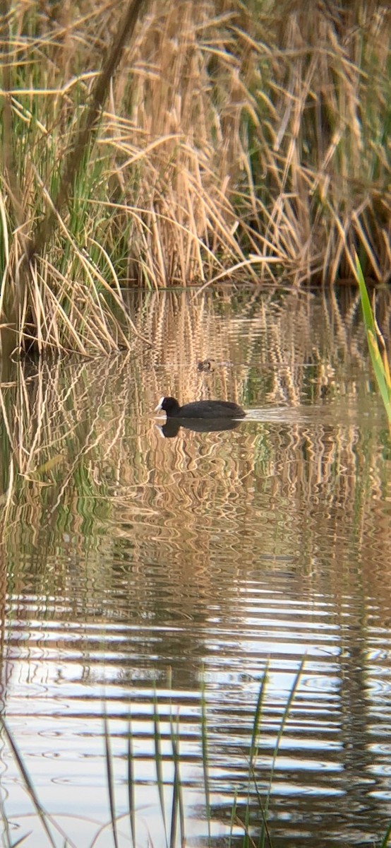 Eurasian Coot - E . V