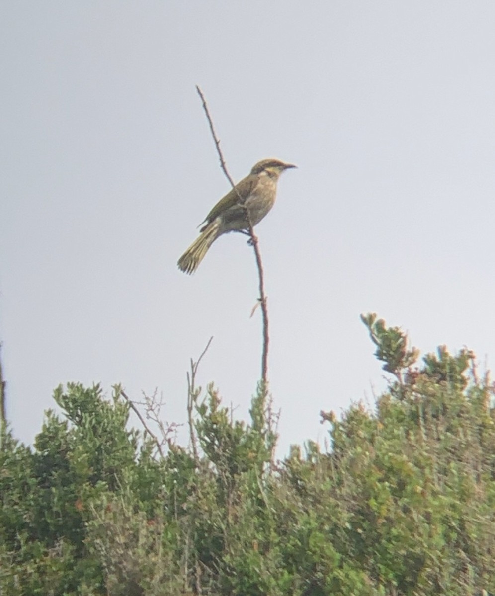 Singing Honeyeater - E . V